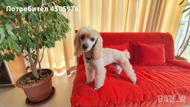 Среден пудел с родословие търси приятелка, снимка 3 - Пудели - 51456182