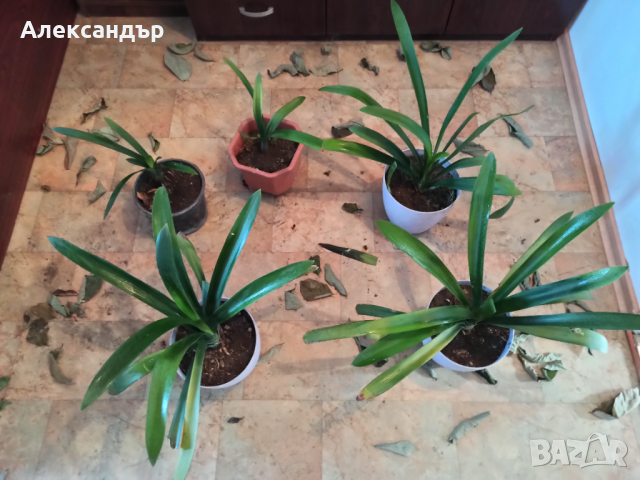 Кливия , снимка 17 - Стайни растения - 21515548