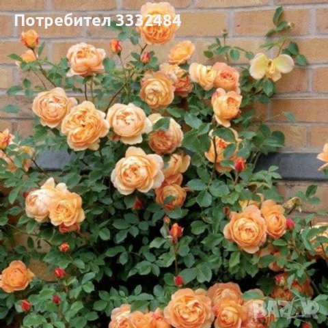 Роза 54