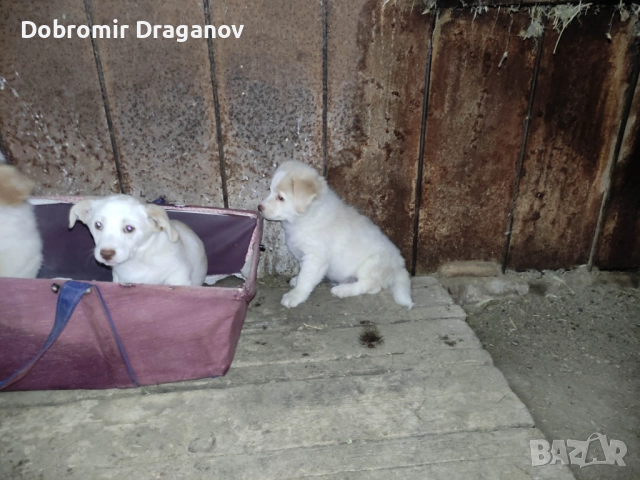 кученца търсят двукраки приятели - подаряват се, снимка 5 - Други - 52184528