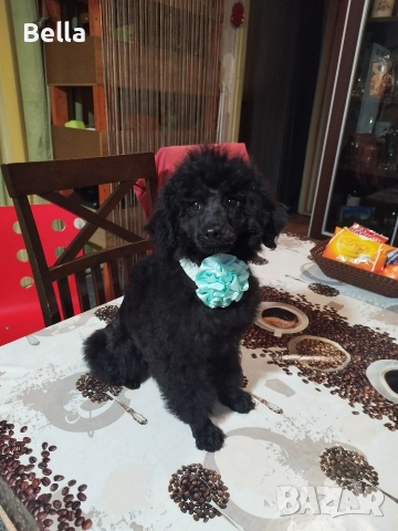 Мини пудел, снимка 6 - Пудели - 52673460