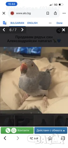 Продавам рядък син Александрийски папагал 🦜💙, снимка 6 - Папагали - 55823122
