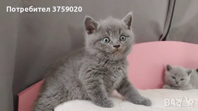 Британски късокосмести/Шотландска клепоуха, снимка 4 - Британска късокосместа - 55778673