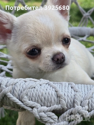 Чихуахуа, снимка 2 - Чихуахуа - 53639012