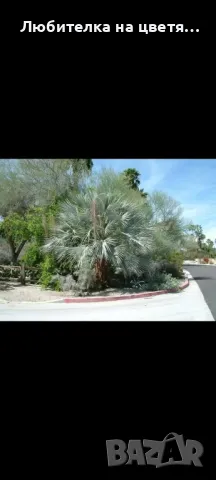 семена Брахея Армата 2 евро за брой, снимка 3 - Сортови семена и луковици - 48041156