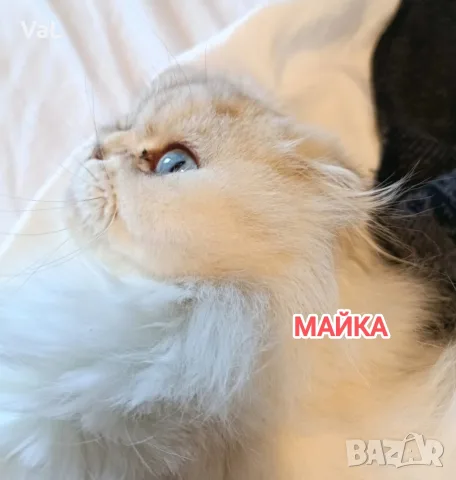 Клепоуха чинчила , снимка 2 - Чинчили - 55800812