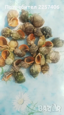 Рапани , снимка 11 - Декорация за дома - 51026365