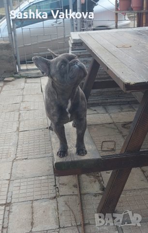 Син и пясъчен френски булдог за разплод!, снимка 2 - Търси партньор - 44384428