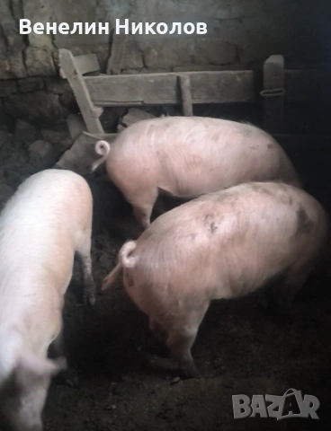 Прасета, снимка 6 - Прасета - 53504063