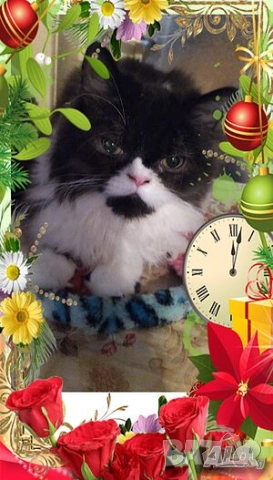  Ваксинирани персийски дългокосмести многоцветни принцове,с ЕС паспорт,микрочип домашни любимци!, снимка 6 - Други - 42172667