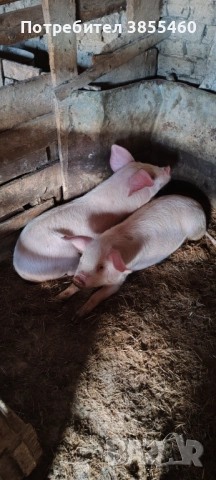 Малки прасета бяла българка