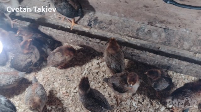 Катунски пилета три цвята, снимка 5 - Кокошки и пуйки - 39973488