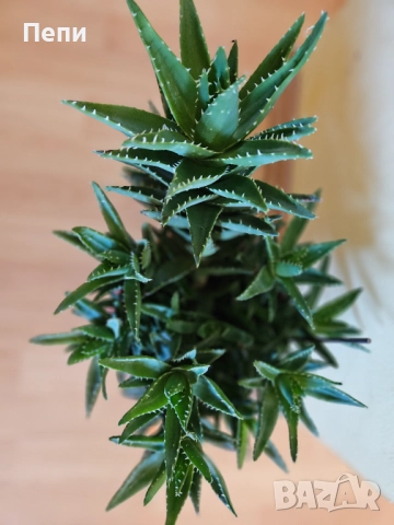 Многогодишно алое, снимка 3 - Стайни растения - 51642903