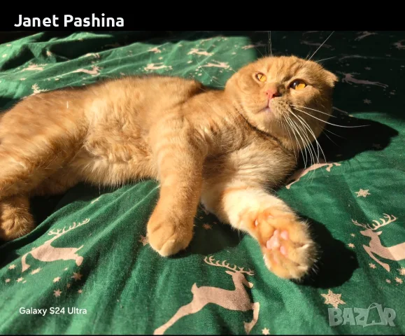 Клепоухи шотландски котета , снимка 6 - Британска късокосместа - 50742620