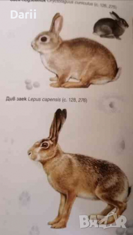 Бозайниците в България, снимка 4 - Българска литература - 36284095