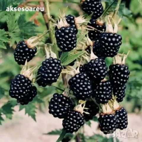 Висококачествени нови семена от хранителна Къпина без бодли антиоксидант Rubus rusticanus 50+ семена, снимка 16 - Сортови семена и луковици - 50333229