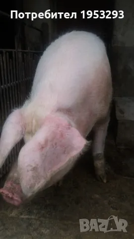 Много Спешно Прасе 300 кила българска бяла , снимка 3 - Прасета - 48460247