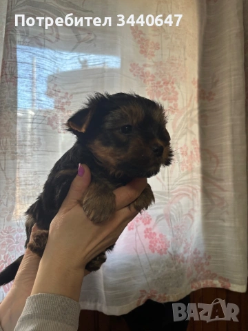 Мъжко йорки, снимка 2 - Йоркширски териер - 53797891