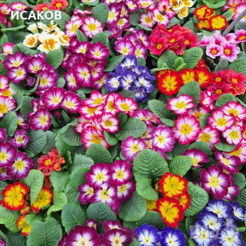 Иглика , снимка 3 - Градински цветя и растения - 53020967