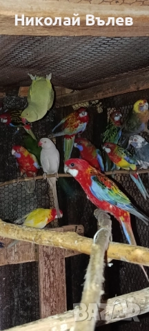 Розели и пенанти, снимка 12 - Папагали - 52582207