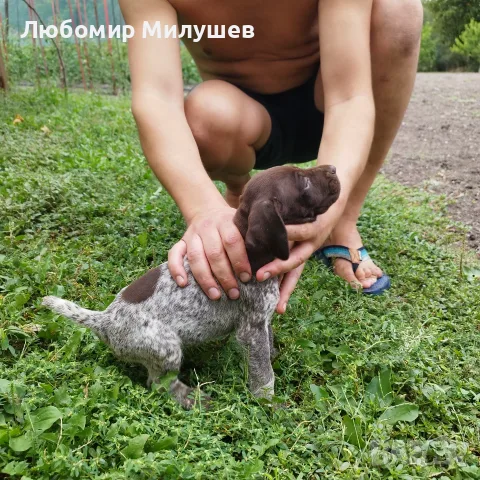 Курцхарчетаостанаха две женски, снимка 9 - Курцхаар - 56061474