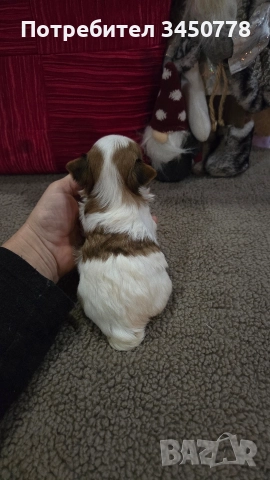 мини йоркшири бяли, снимка 12 - Йоркширски териер - 52826082