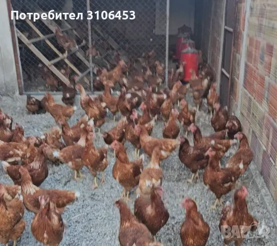 Ярки ломан браун, снимка 2 - Кокошки и пуйки - 55989196
