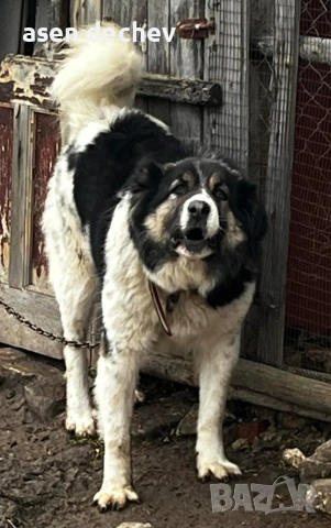 продавам куче каракачанска, снимка 2 - Каракачанска овчарка - 53423881