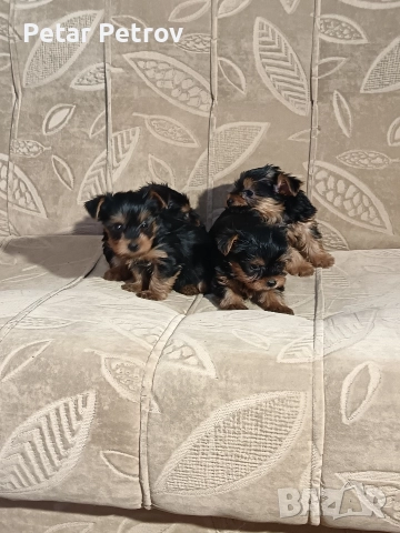 Йоркширски териер мини , снимка 13 - Йоркширски териер - 52933714