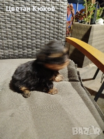 мини йоркширски териер , снимка 1