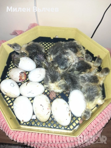 Уплодени гъши яйца , снимка 4 - други­ - 53869880