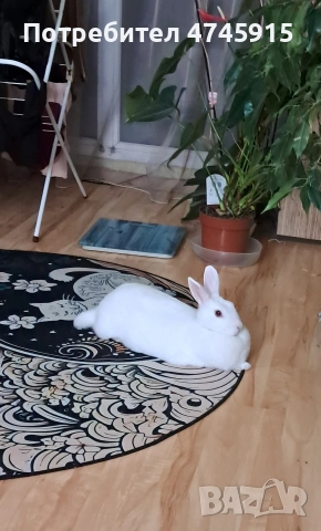 Подарявам декоративно зайче , снимка 15 - Декоративни зайчета - 53586707