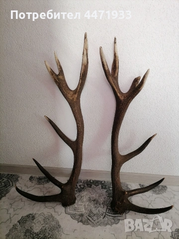 Рога от благороден елен , снимка 2 - Антикварни и старинни предмети - 53649353