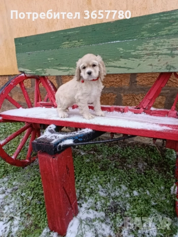 Американски кокер шпанол, снимка 8 - Кокер шпаньол - 52895644