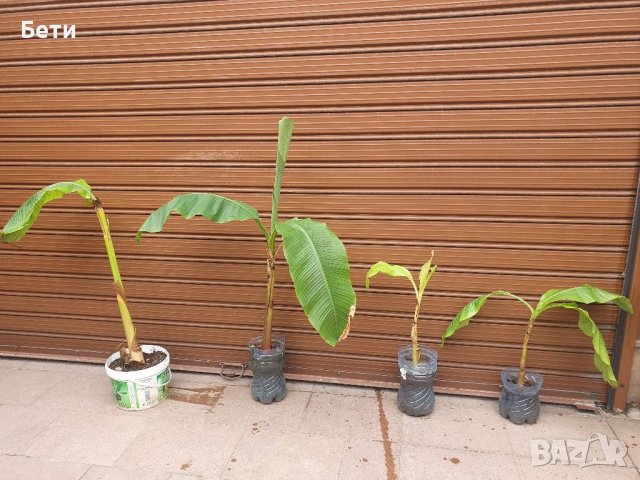  Банови палми Муса- НАМАЛЕНИ, снимка 3 - Градински цветя и растения - 29777257