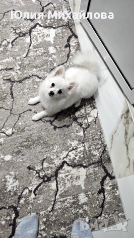 Продавасе, снимка 2 - Померан - 52939696