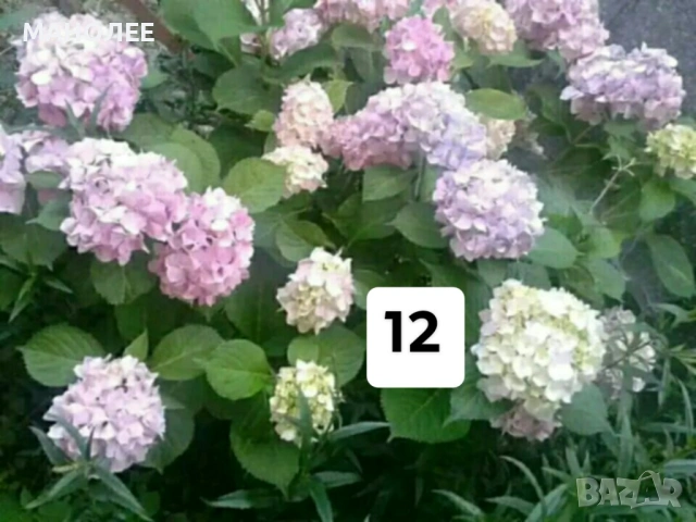 💐💐💐💐50 РЕЗНИКА В ЕДИН ПАКЕТ /видове по избор/ ЗА 10 € 💐🎁🪷🌞, снимка 13 - Градински цветя и растения - 53230275