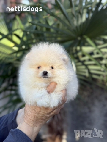 Уникално сладки Померани с Родословие, снимка 4 - Померан - 38687917