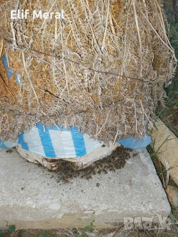 Пчели, снимка 1