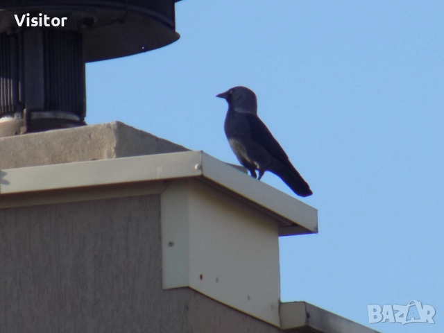 Nikon Coolpix L340  - 20.2 МРх, снимка 10 - Фотоапарати - 52400101