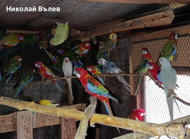 Розели и пенанти, снимка 6 - Папагали - 52582207