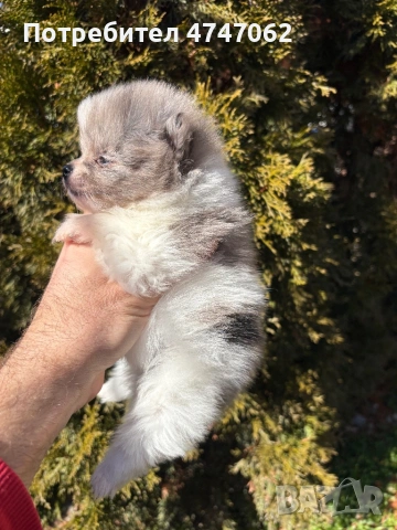 Померан мъжки и женски, снимка 5 - Померан - 53613781