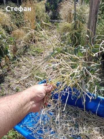 Произвеждам Семе за Зеле-"Кнежкото зеле", снимка 8 - Други - 41958643