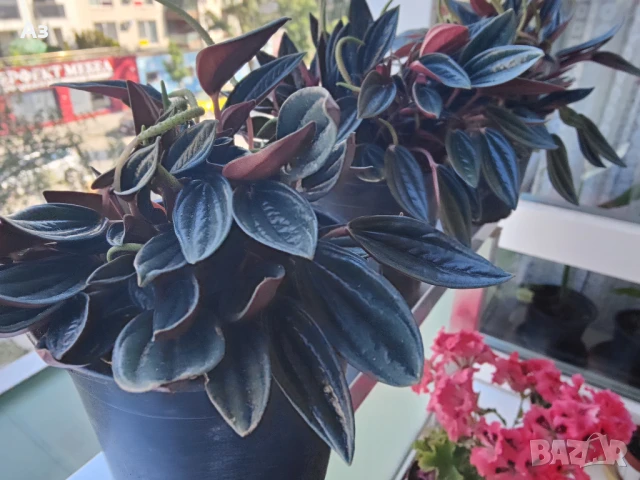 продавам Цветя Пеперомия – 4 налични саксии, снимка 4 - Стайни растения - 50805271