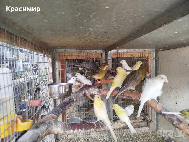 различни видове птици , снимка 4 - Папагали - 56153805