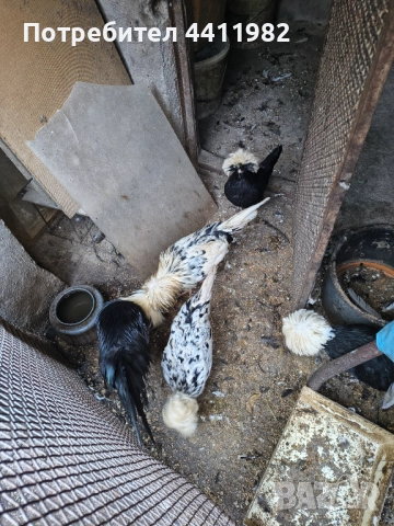 Продавам порода холандски кокошки, млади, четири двойки , снимка 5 - други­ - 52900126