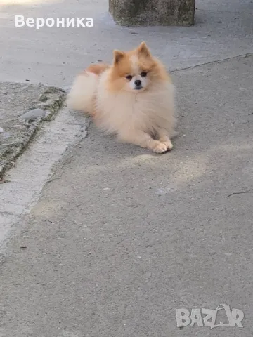померан за разплод 2кг., снимка 4 - Померан - 49940949