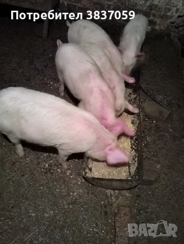 Продавам прасенца , снимка 2 - Прасета - 53405556