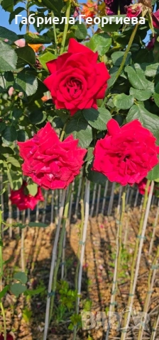 Щамбови рози на гол корен 