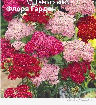 СЕМЕНА - Цветя двугодишни и многогодишни, снимка 5 - Сортови семена и луковици - 47504913